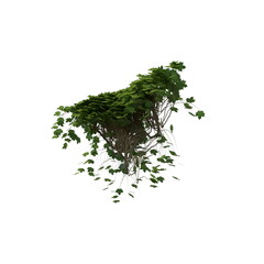 3D illustration of a realistic Ivy plant