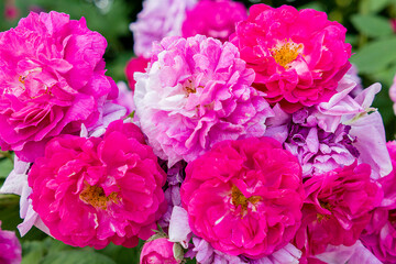 pink flowers in garden