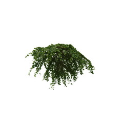 3D illustration of a realistic Ivy plant