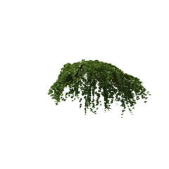 3D illustration of a realistic Ivy plant