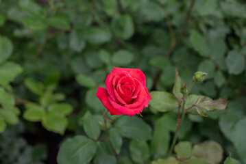 Red rose bloomed on a green bush. Closeup
