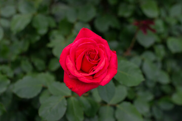 Red rose bloomed on a green bush. Closeup