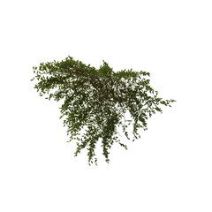 Fototapeta premium 3D illustration of a realistic Ivy plant