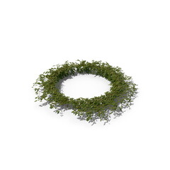 3D illustration of a realistic Ivy plant