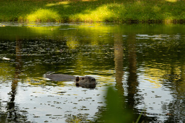 swimming Nutria 