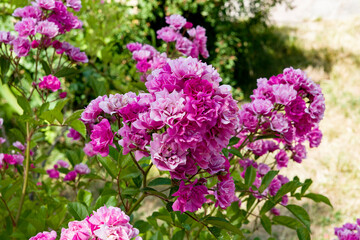 pink flowers in the garden