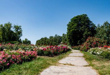 path in the park with roses bushes