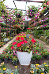 Fototapeta na wymiar colorful nursery plant greenhouse garden flowers