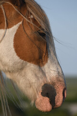 A portrait of a Bodmin Moor pony
