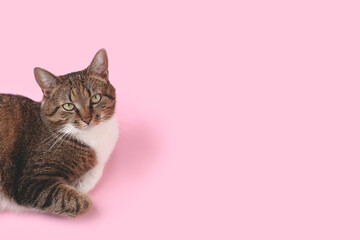Brown shorthair domestic tabby cat lying on a pink background and looking up. Selective focus.