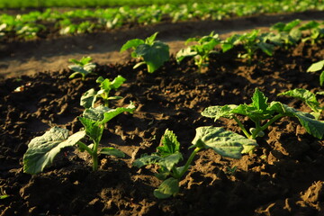 young shoots of cucumber grow in the garden on the farm