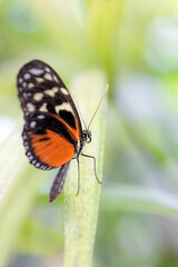 Fototapeta na wymiar Beautiful butterfly on a leaf