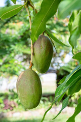 Closeup of fresh and ripe Julie Mangos on a mango tree with lush green leaves. Organic natural fruit.