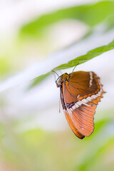 Fototapeta na wymiar Beautiful butterfly on a leaf