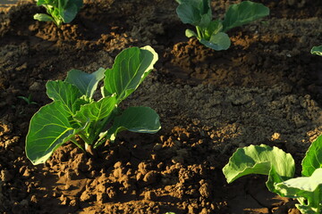 young green cabbage grows in the garden at a vegetable farm