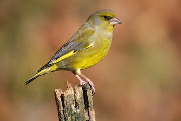 Songbird sitting on rough wood