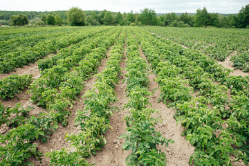 Growing organic potatoes on a farm. Field with rows of green potato bushes.