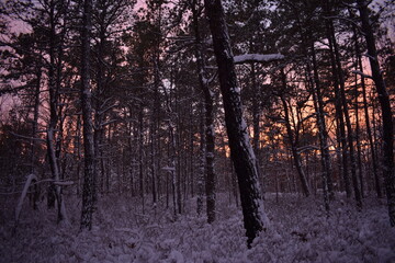 Beautiful sunset in the snowy forest