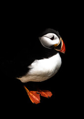 vertical close-up view of a North Atlantic Puffin isolated with a black background