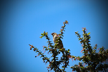 Two sparrow birds sitting on a television aerial on top of a house property. 