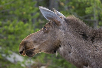 portrait of a cow moose