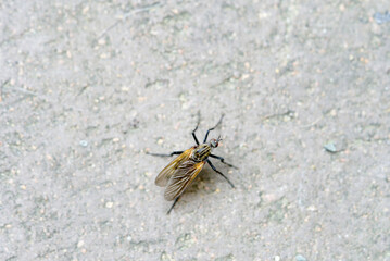 A fly on a paving stone close up.