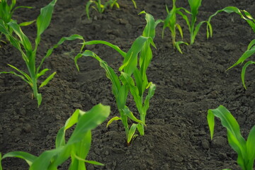young corn growing on the farm