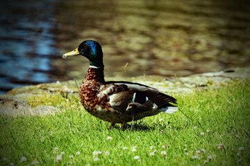 A mallard duck near the Leeds and Liverpool canal. The photo was taken on a warm and sunny summer day.