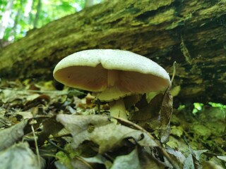 wide white mushroom with veil and a log in the background
