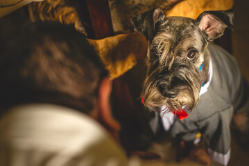 portrait of a schnauzer