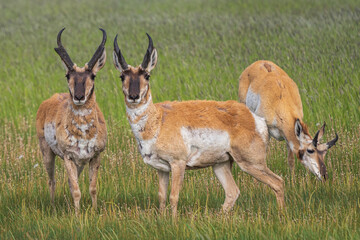 pronghorn antelope in the grass - obrazy, fototapety, plakaty