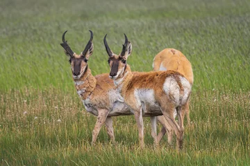 Plexiglas foto achterwand pronghorn antelope in the grass © rwbrandstetter