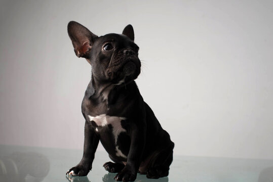 photo session of a black pug puppy