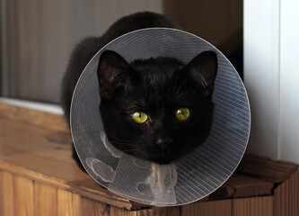 Young black cat in a protective veterinary collar is sitting by the windowsill.