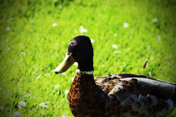 A mallard duck near the Leeds and Liverpool canal. The photo was taken on a warm and sunny summer...