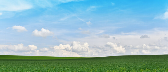 Green field with agriculture meadow and blue sky. Panoramic view to grass on the hill on sunny...