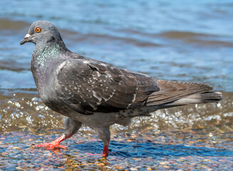 Gray rock pigeon is walking along the water along the river bank.