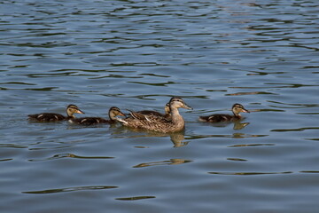 Entenfamilie auf einem See