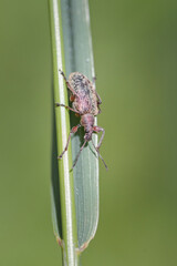 insecta, natur, makro, blatt, badgered, tier, fliege, wild lebende tiere