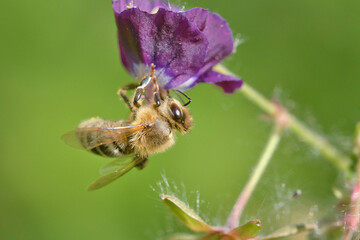 bees, blume, insecta, natur, makro, fliege, blütenstaub