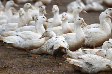 Elevage de canard, confinement élevage de canard, poulet dû à la grippe aviaire - obrazy, fototapety, plakaty