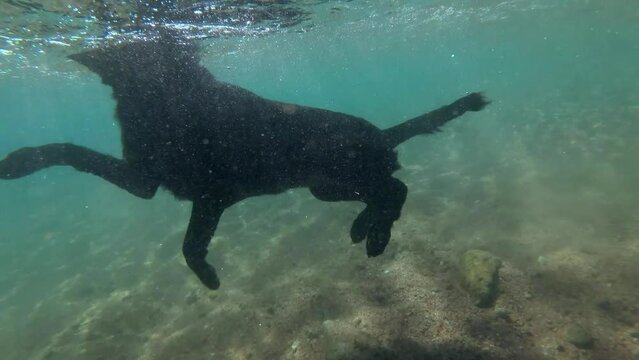 Black dog swim on surface of water and dives for stone to the seabed. Underwater shot, 4K-60fps. Red sea, Dahab, Egypt
