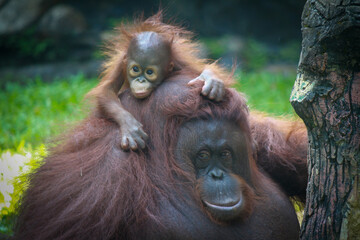 Orang Utan and her Kid, Ragunan Zoo - Indonesia