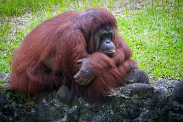 Orang Utan ini the Ragunan Zoo, Indonesia