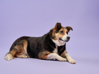 portrait of a beautiful dog lilac background. Mix of breeds. Happy Pet lies in the studio