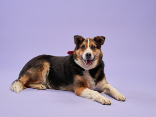 portrait of a beautiful dog lilac background. Mix of breeds. Happy Pet lies in the studio