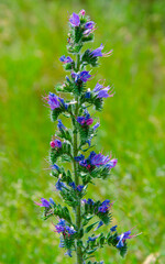 flower bruise ordinary.flowering medicinal plant