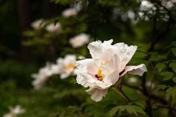 Blooming tree peonies in a botanical garden. Japanese tree peony bush. Paeonia suffruticosa. Spring garden. Natural floral background. Toned image.