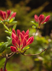 Fototapeta premium Unopened rhododendron flower buds in spring garden, blurred nature background. Branch of beautiful flowering shrub of rhododendron. Toned image.