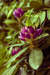 Unopened rhododendron flower buds in spring garden, blurred nature background. Branch of beautiful flowering shrub of rhododendron. Toned image.